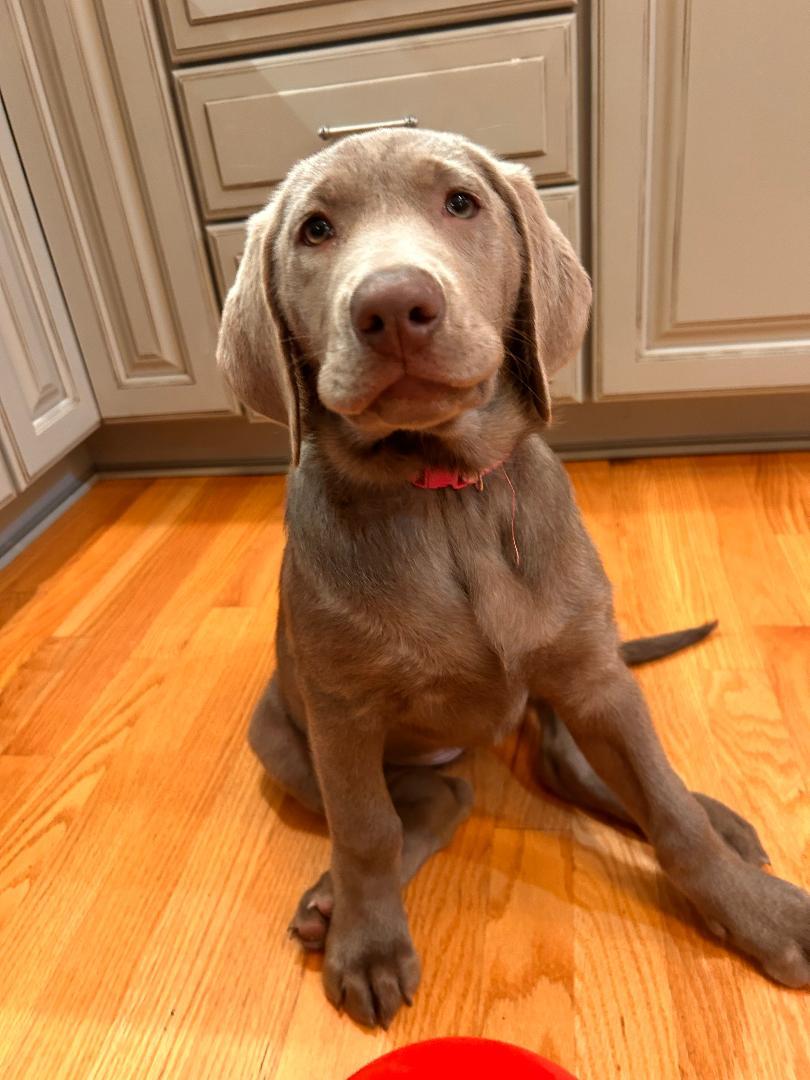 Clark, adopted, Puppy Female Labrador Retriever.