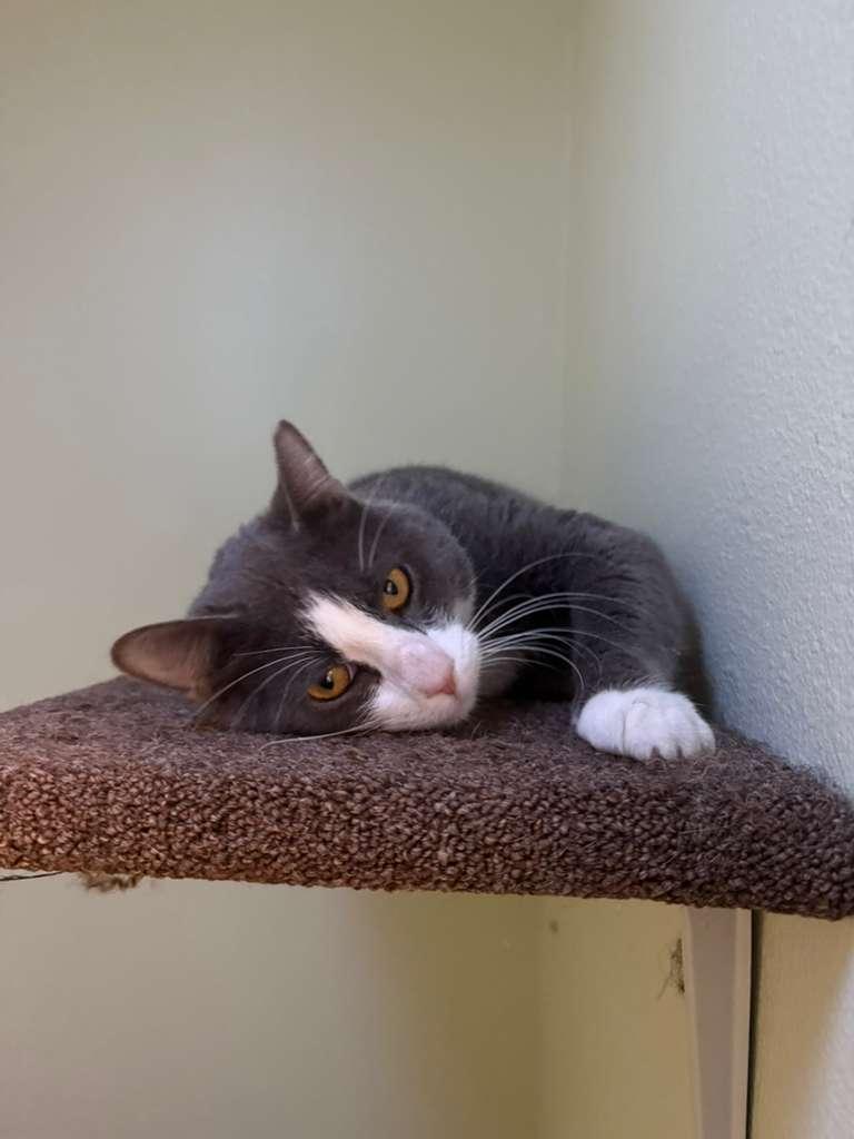 Enlarge Seven, a ADOPTABLE Domestic Short Hair in Jacksonville, OR image 2/4