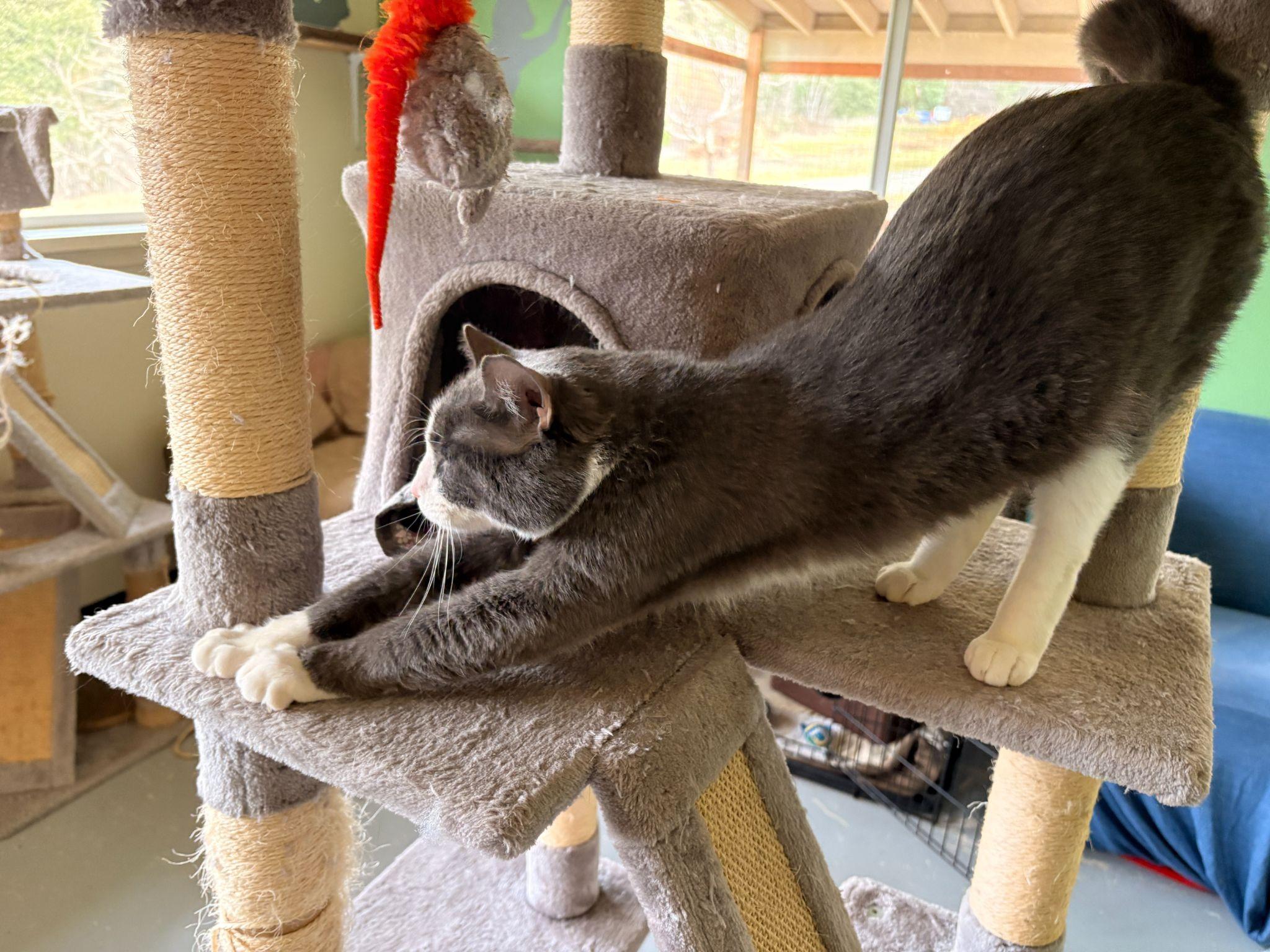 Enlarge Seven, a ADOPTABLE Domestic Short Hair in Jacksonville, OR image 3/4