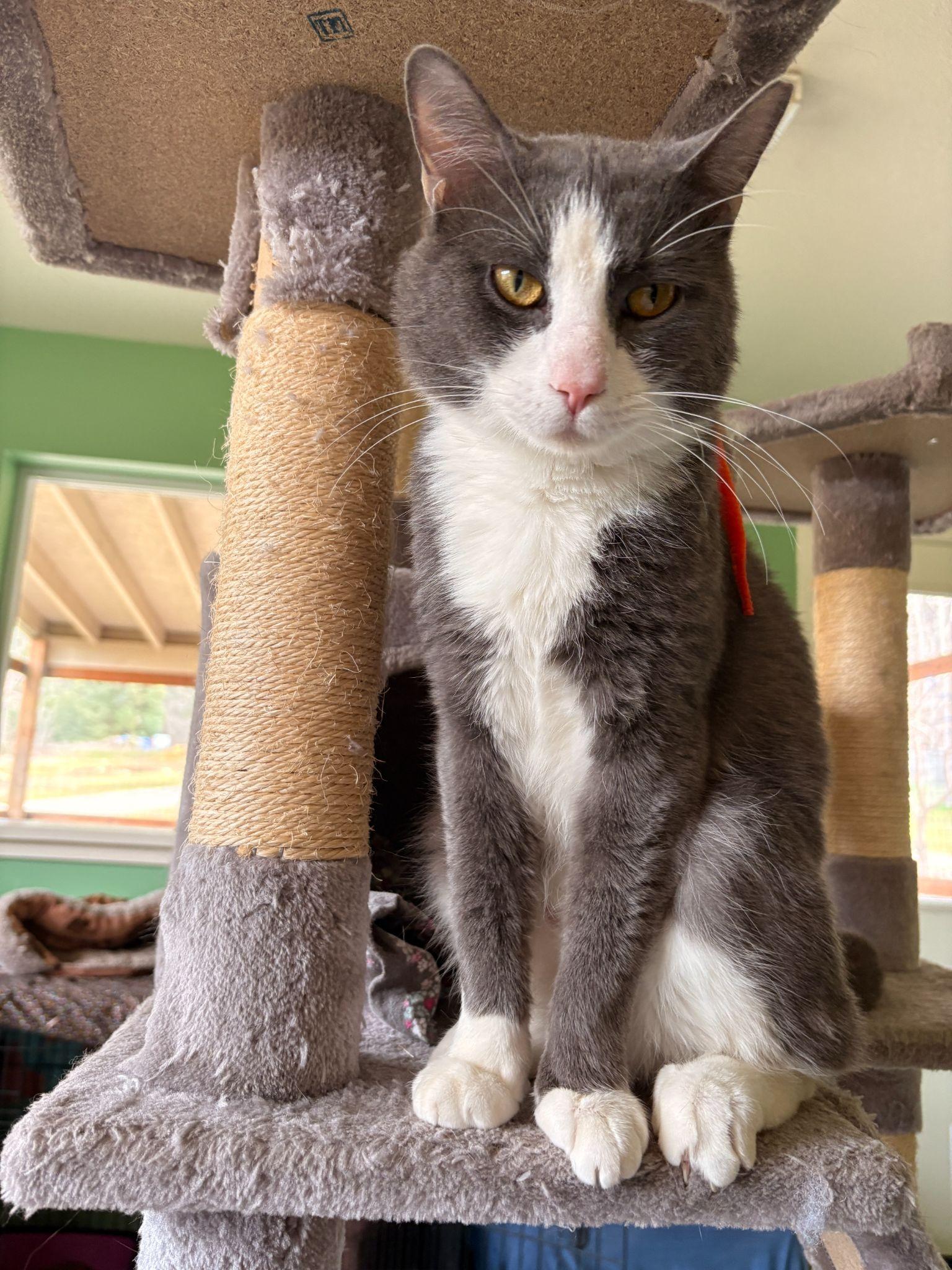 Enlarge Seven, a ADOPTABLE Domestic Short Hair in Jacksonville, OR image 4/4