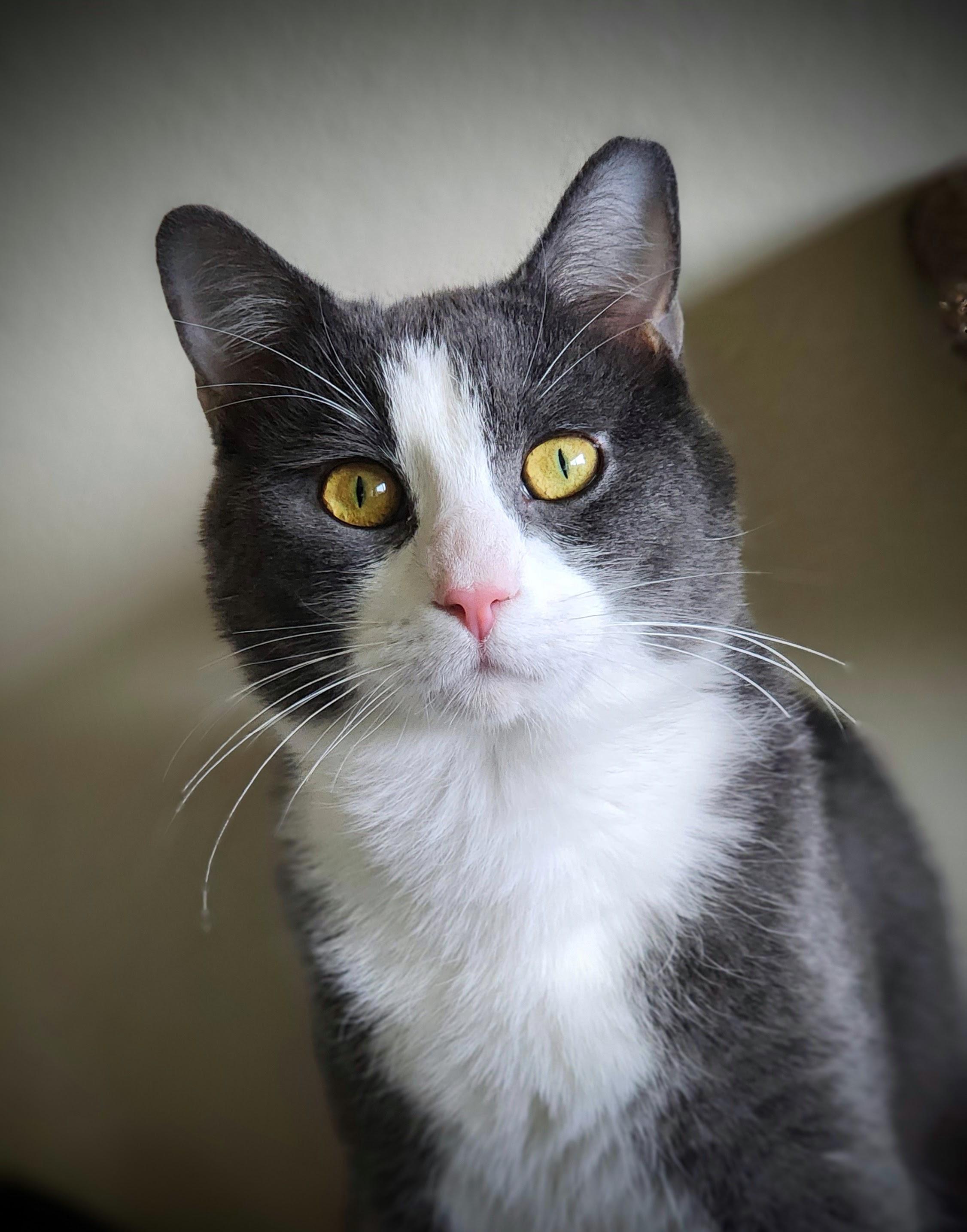 Enlarge Seven, a ADOPTABLE Domestic Short Hair in Jacksonville, OR image 1/5
