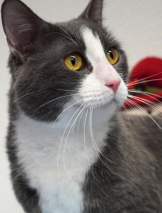 Enlarge Seven, a ADOPTABLE Domestic Short Hair in Jacksonville, OR image 1/4