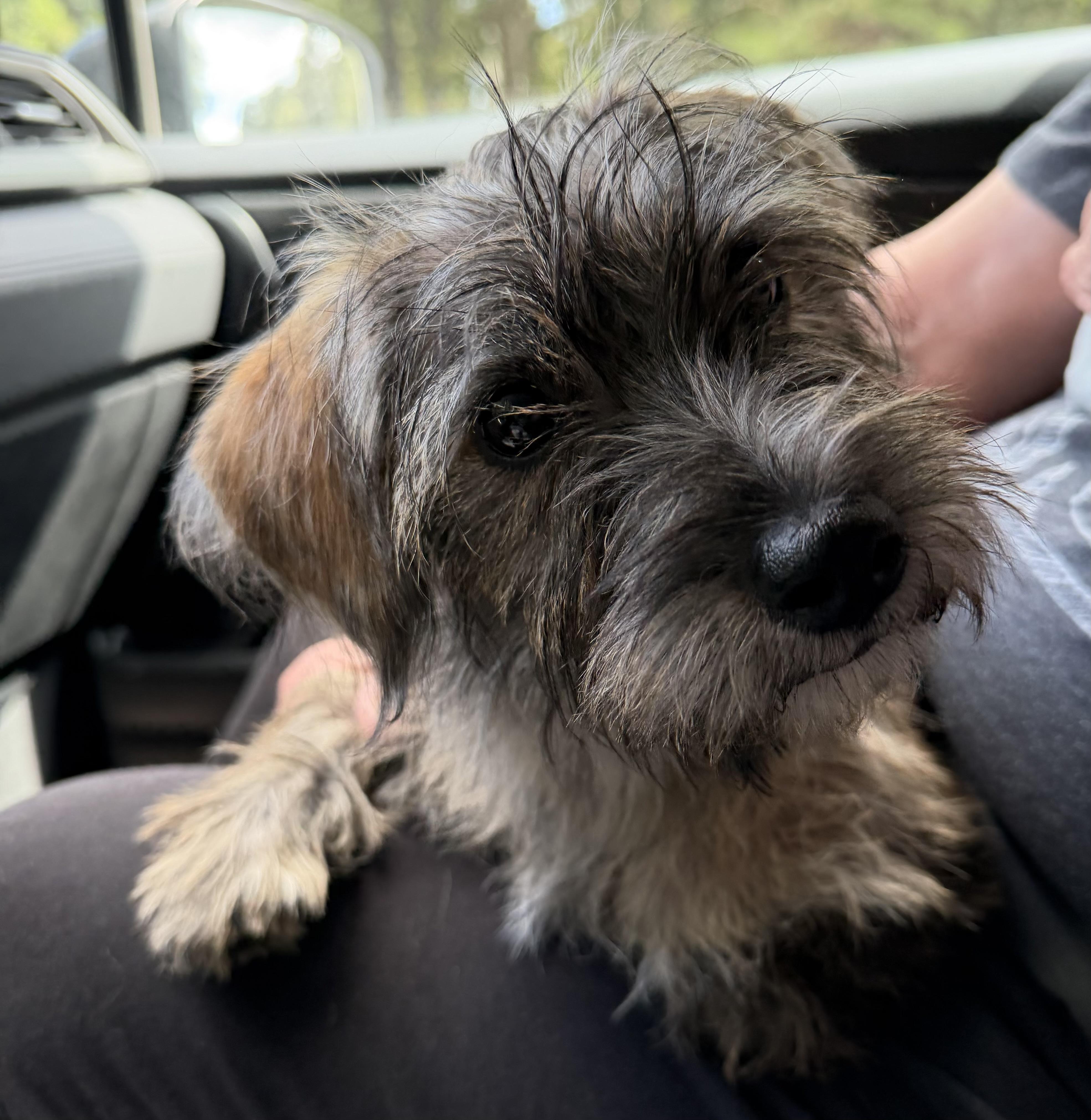 Enlarge Lola, a Adopted mixed breed in Lawrenceville, GA image 2/5