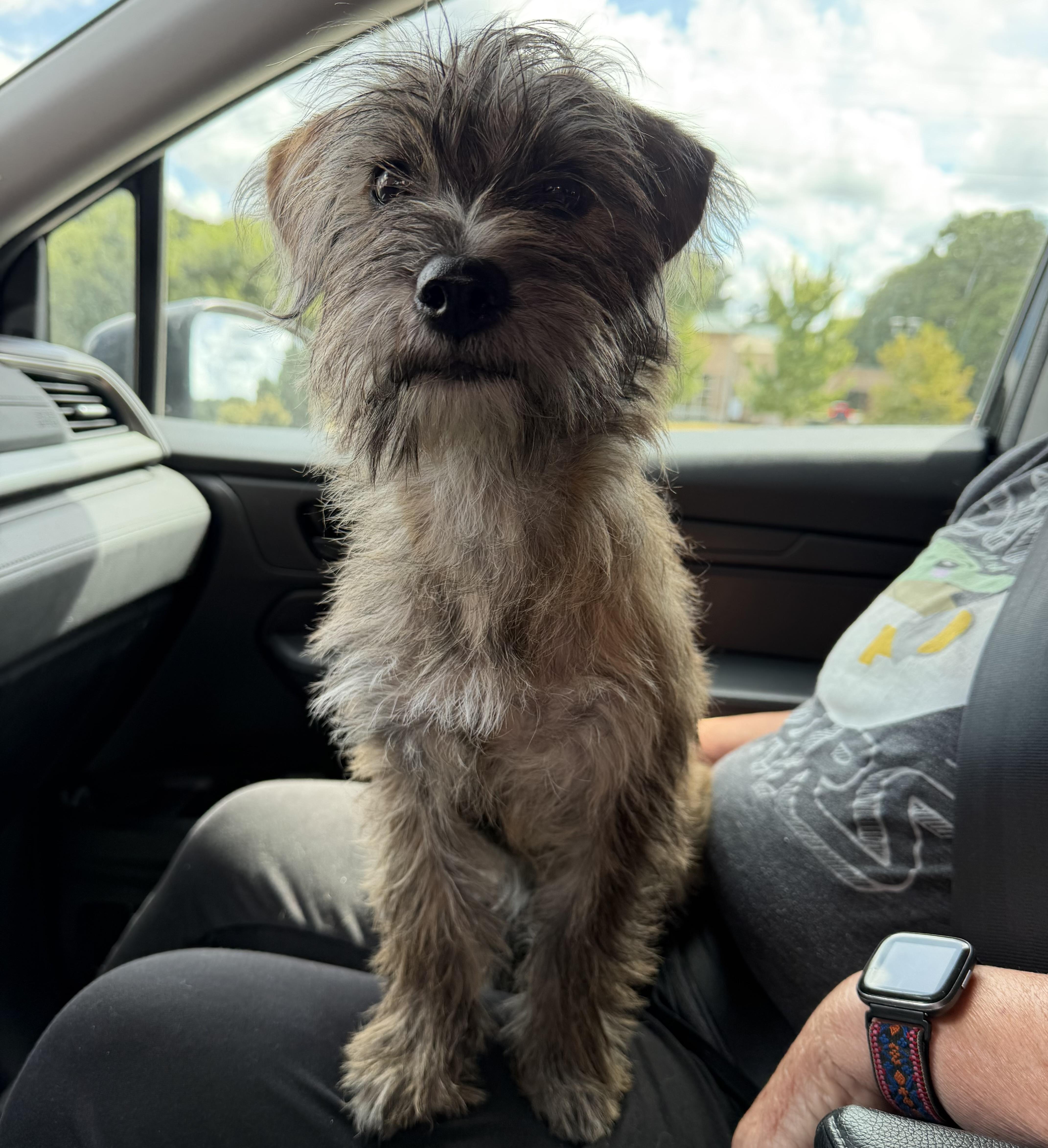 Enlarge Lola, a Adopted mixed breed in Lawrenceville, GA image 4/5