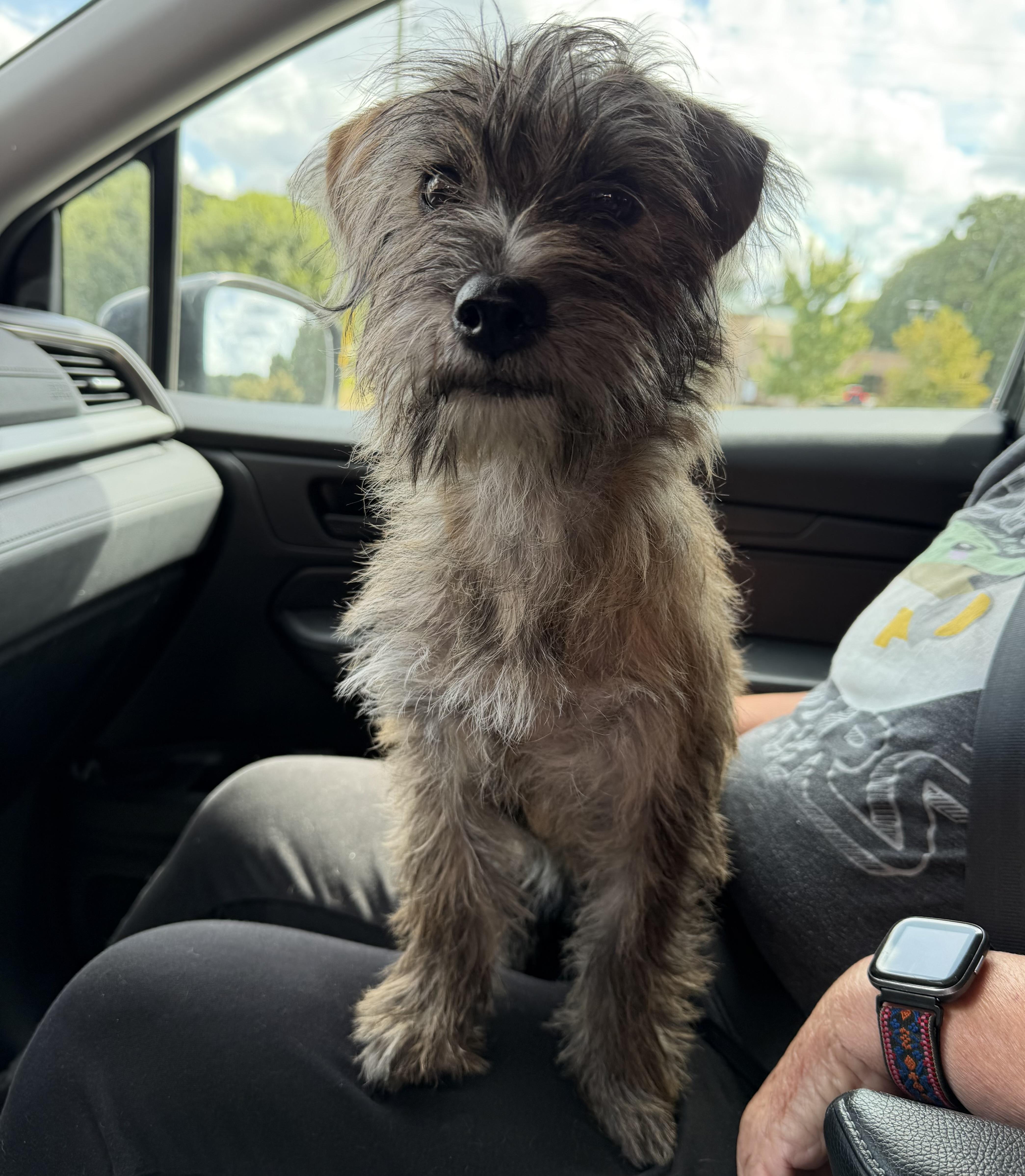 Enlarge Lola, a Adopted mixed breed in Lawrenceville, GA image 5/5