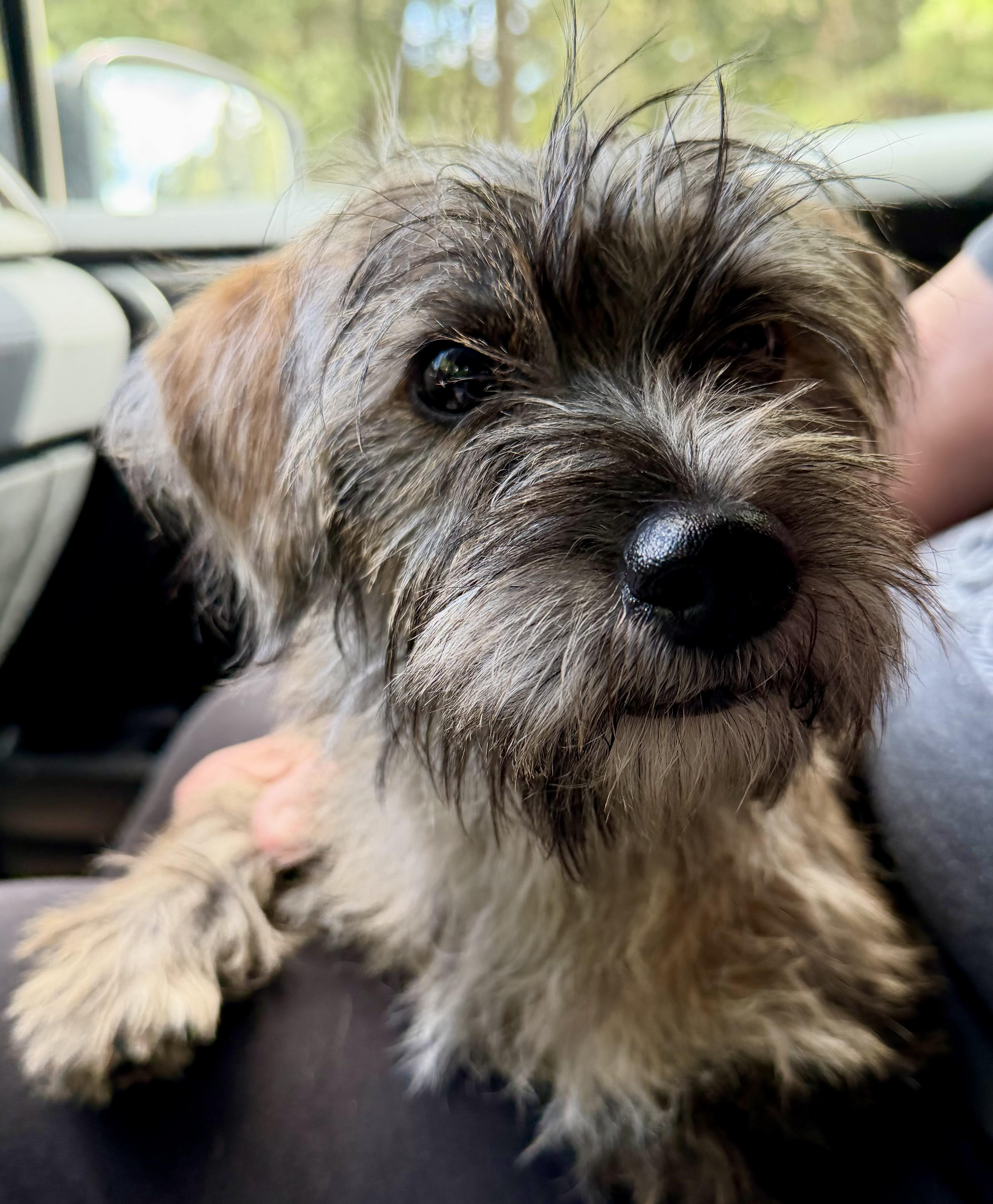 Lola, Adopted, Young Female Wirehaired Terrier.