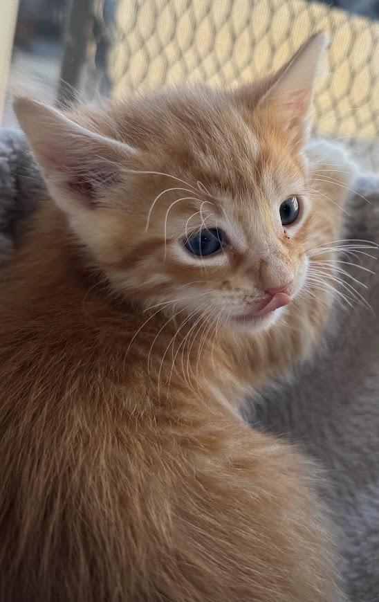 Linguine ***Fostered in Vancouver, WA***