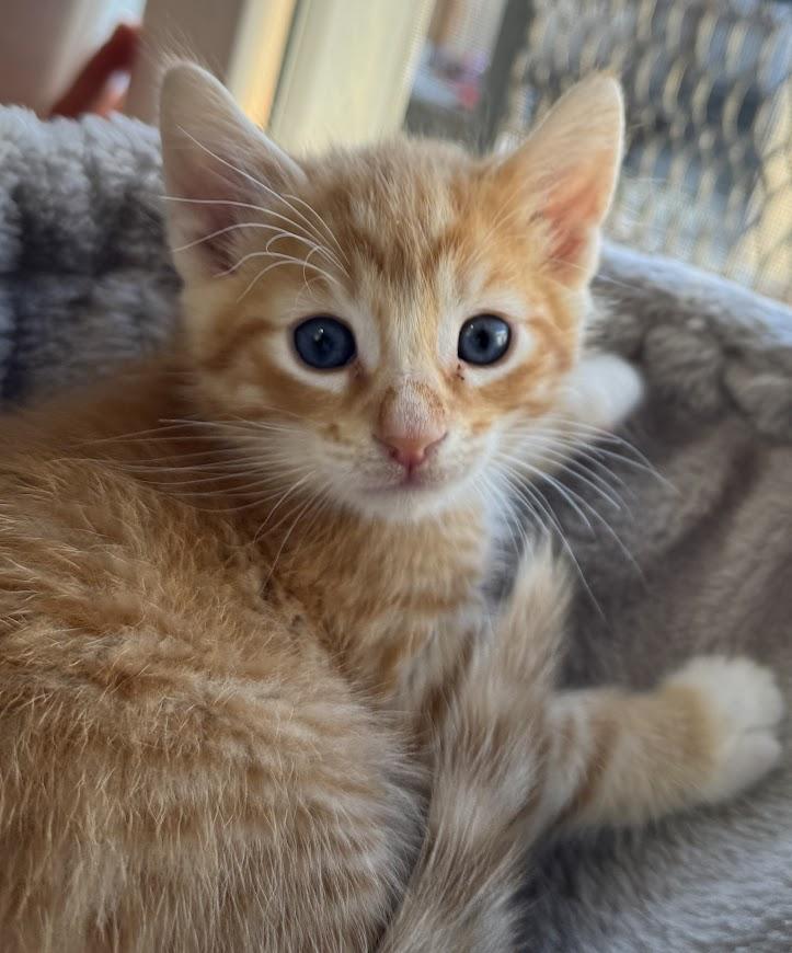 Linguine ***Fostered in Vancouver, WA***