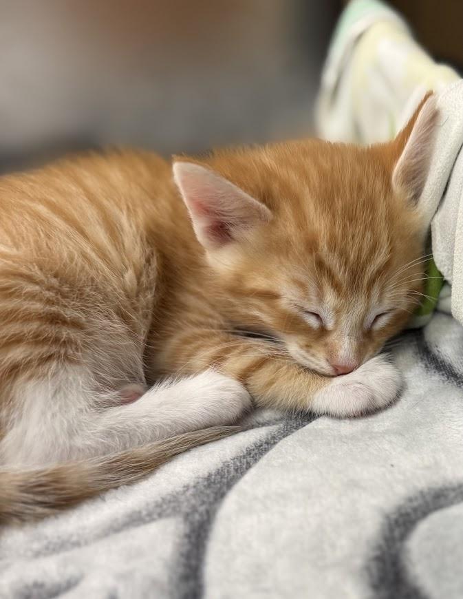 Linguine ***Fostered in Vancouver, WA***