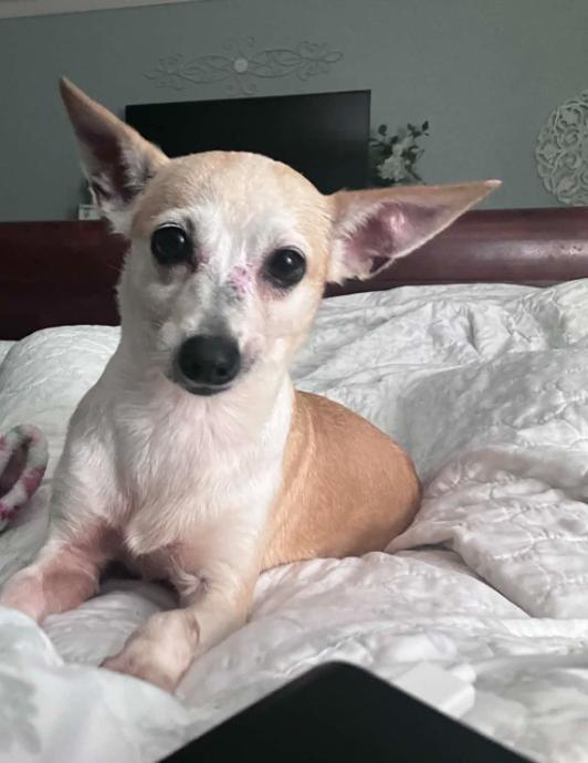 Enlarge Ginger in TX, a Adoptable Chihuahua in Cranston, RI image 1/1