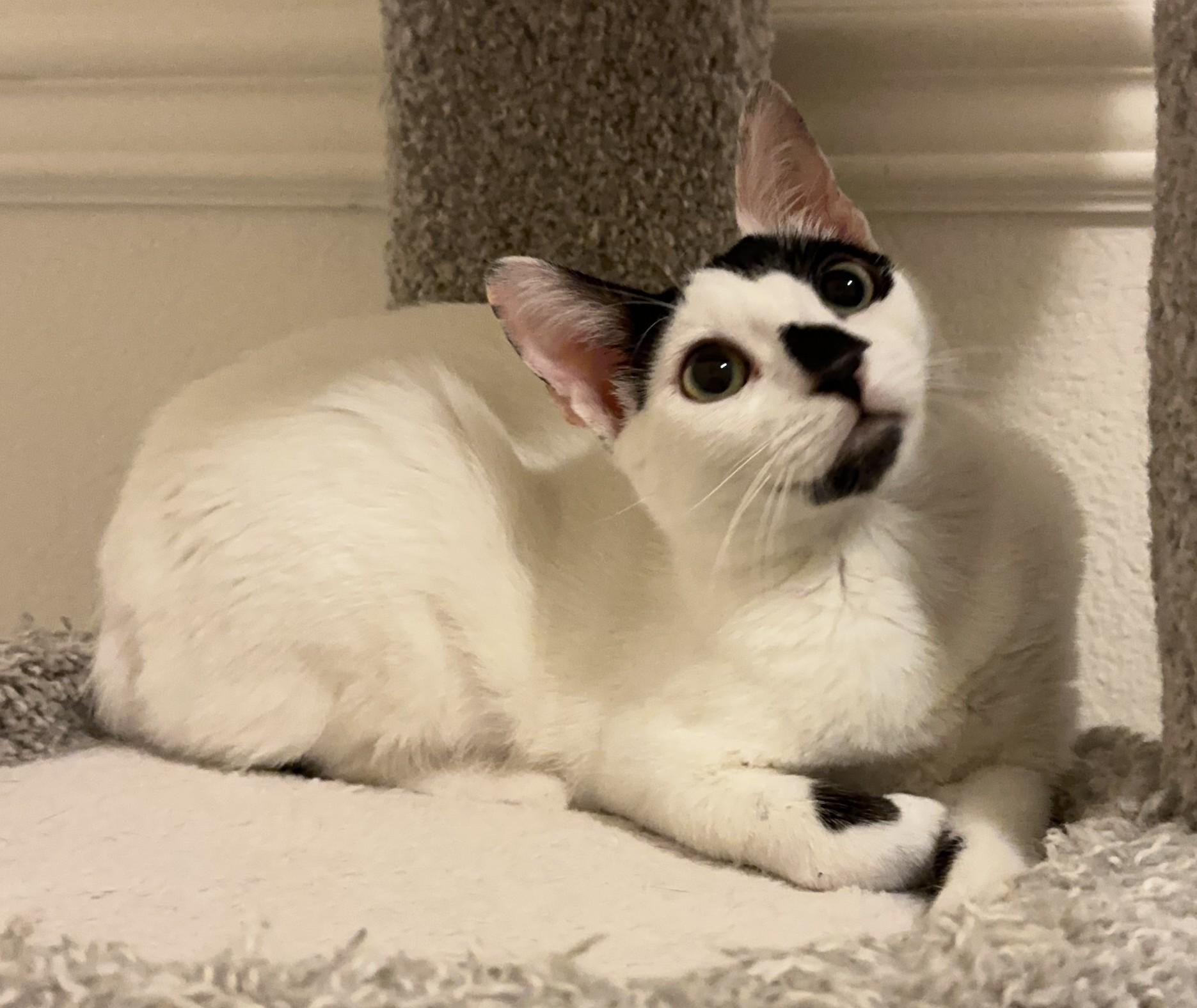 Rabbit, Young Female Domestic Short Hair