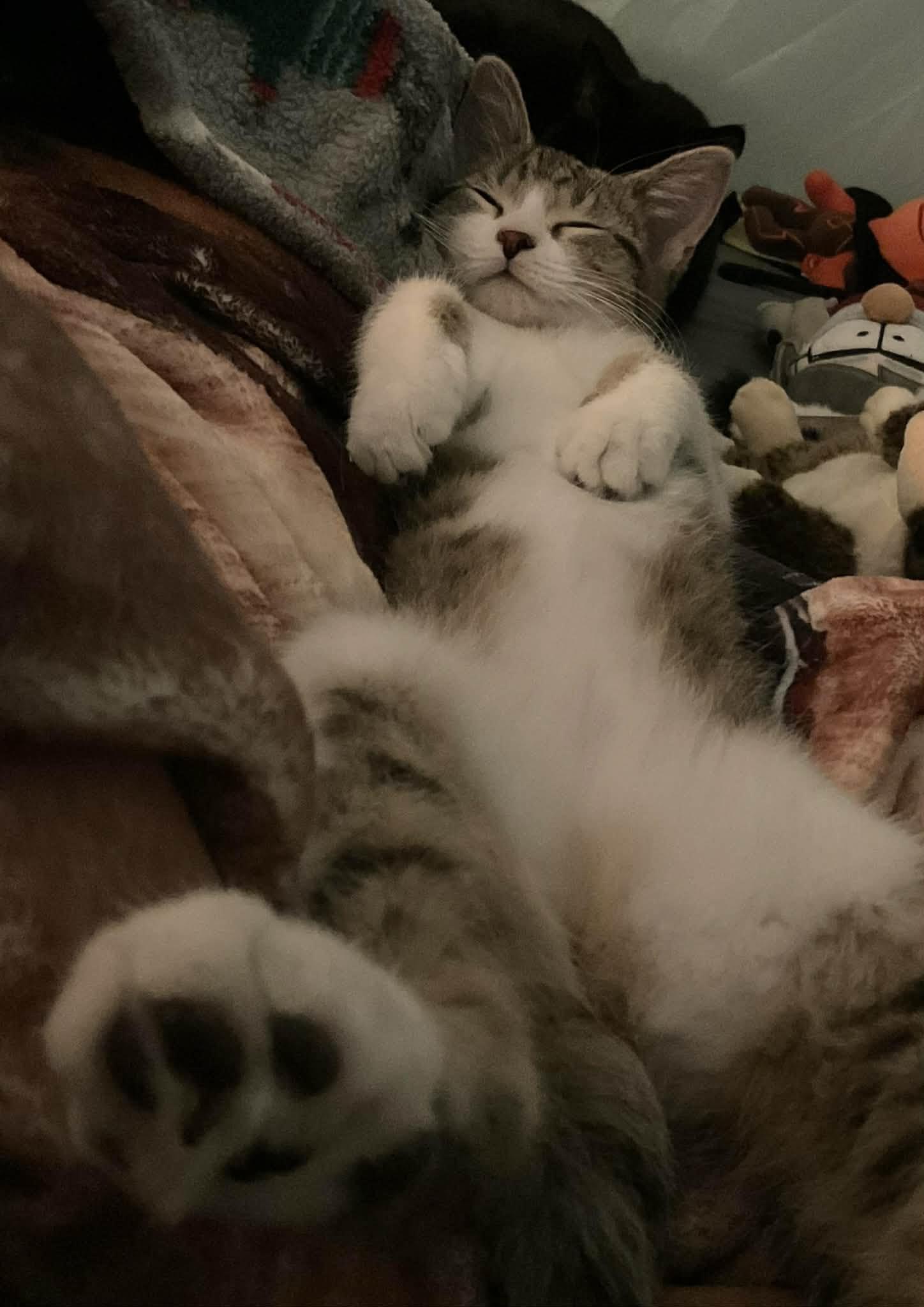 Clarice, ADOPTABLE, Kitten Female Domestic Short Hair.