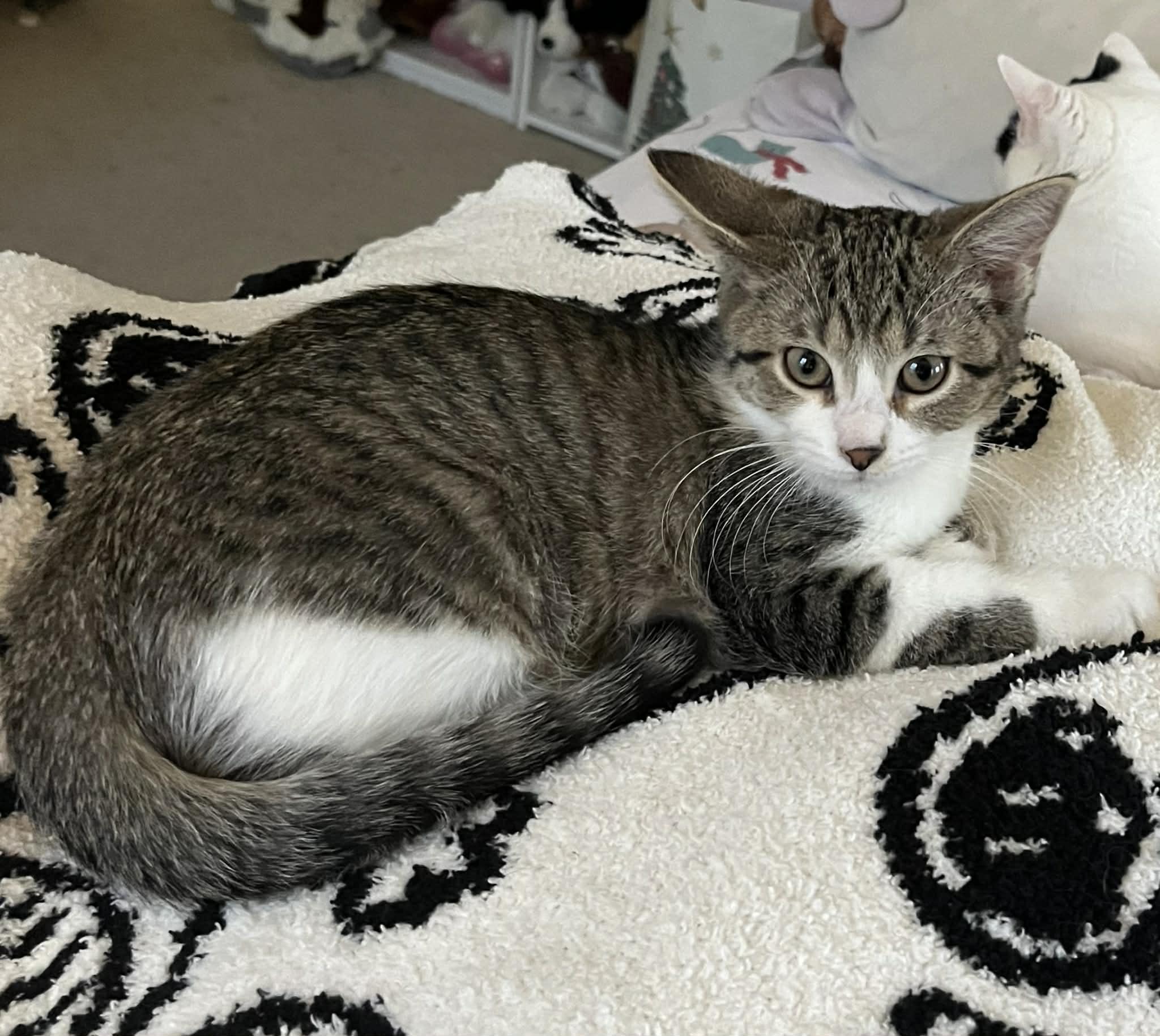 Enlarge Clarice, a ADOPTABLE Domestic Short Hair in Reynoldsburg, OH image 2/3