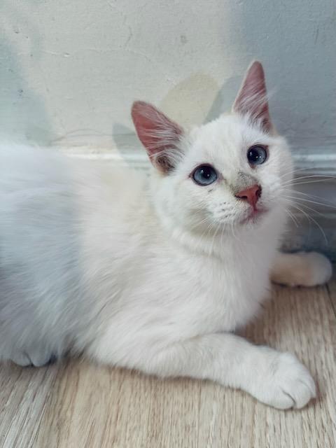 Sofi, Adopted, Kitten Female Siamese.