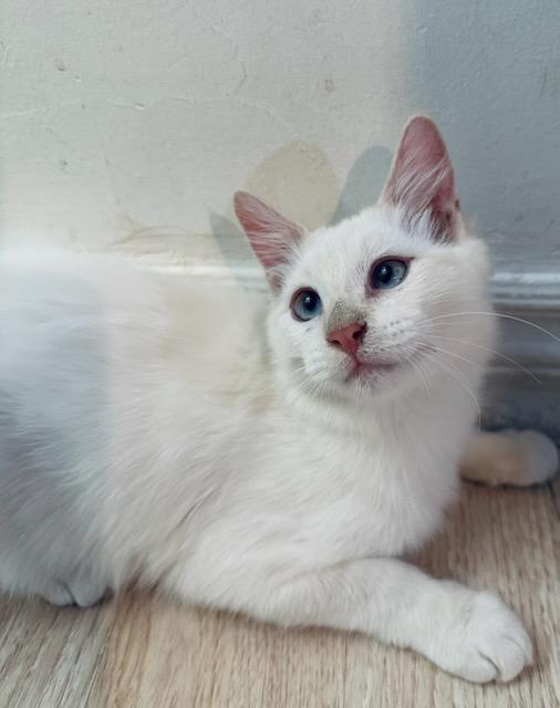 Sofi, a Adopted Siamese in chino, CA image 4/6