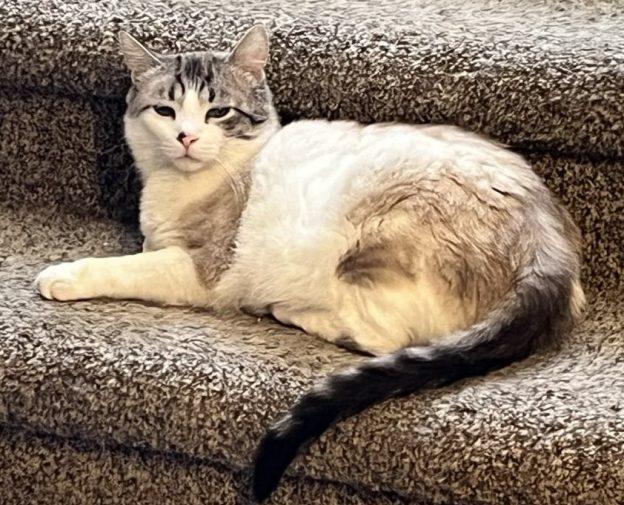 Goldie, Adoptable, Adult Male Ragdoll.