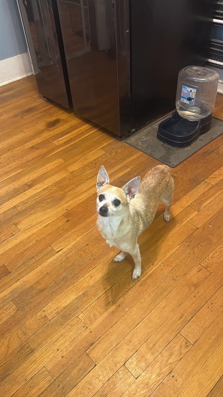 Sadie, an adopted Chihuahua in Manhattan, KS image 2/2