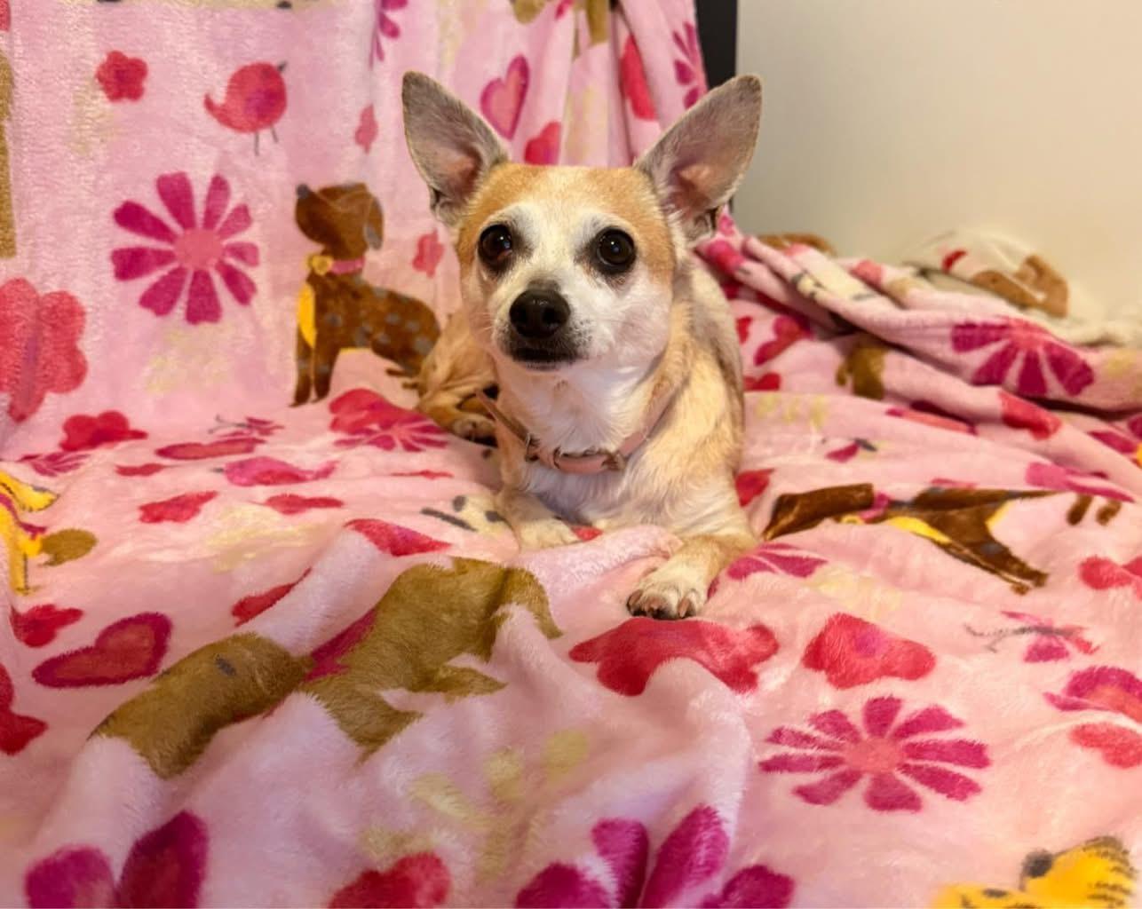 Sadie, an adopted Chihuahua in Manhattan, KS image 1/2