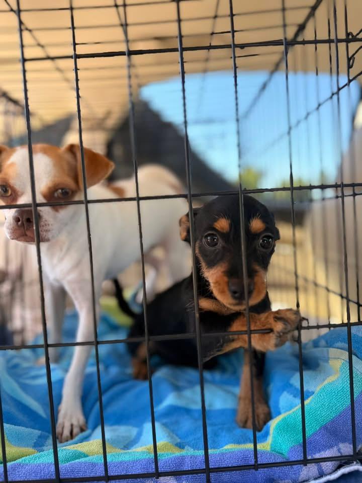 Enlarge Fancy, an adopted mixed breed in clayton , CA image 2/3