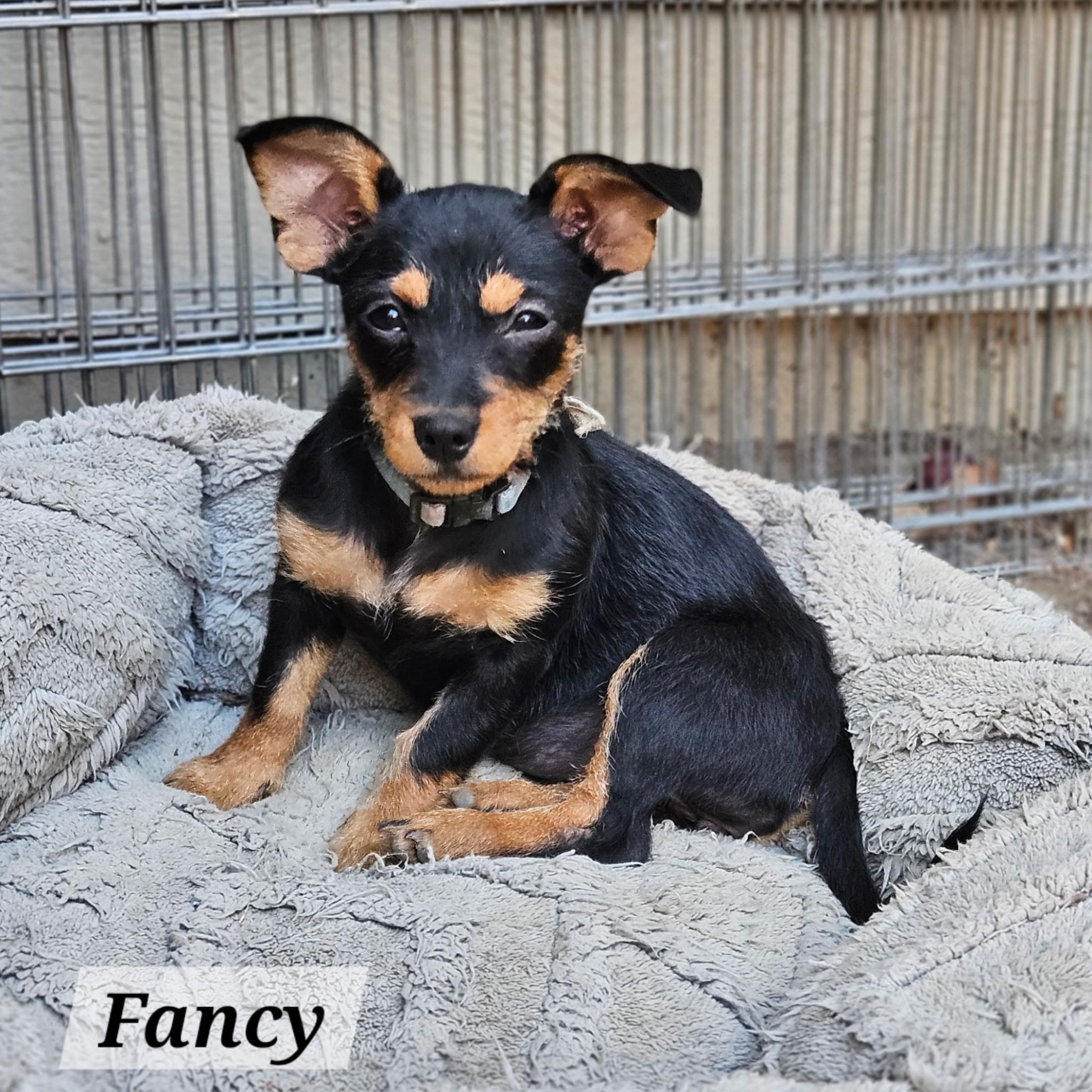 Enlarge Fancy, an adopted mixed breed in clayton , CA image 3/3