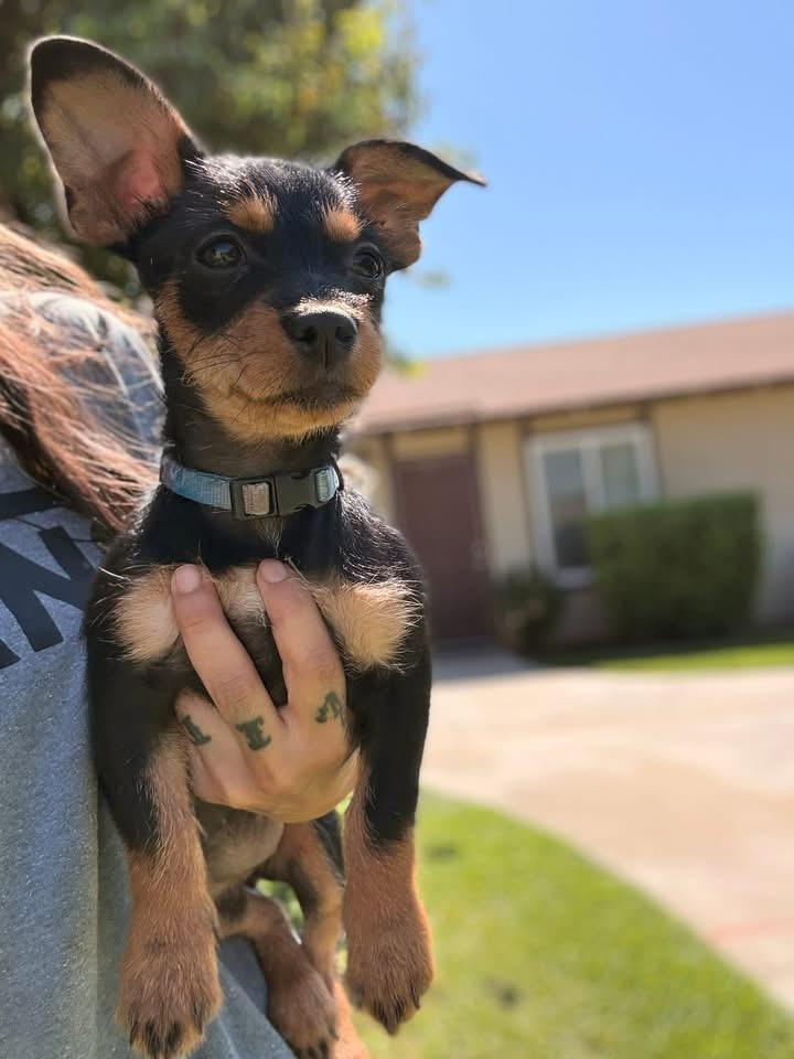 Enlarge Fancy, an adopted mixed breed in clayton , CA image 1/3