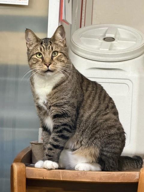 Enlarge Quinn (bonded with Hollie), a ADOPTABLE Domestic Short Hair in Mesa, AZ image 1/6