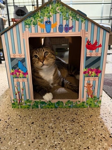 Enlarge Quinn (bonded with Hollie), a ADOPTABLE Domestic Short Hair in Mesa, AZ image 5/6