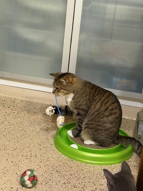 Enlarge Quinn (bonded with Hollie), a ADOPTABLE Domestic Short Hair in Mesa, AZ image 6/6