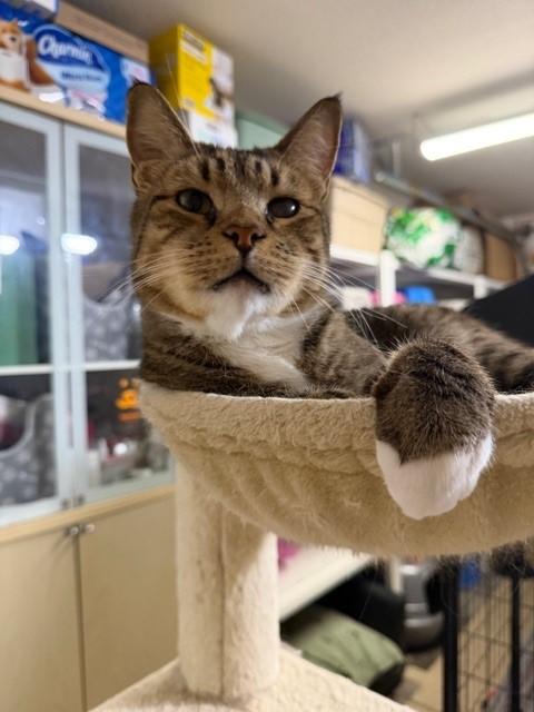 Enlarge Quinn (bonded with Hollie), a ADOPTABLE Domestic Short Hair in Mesa, AZ image 3/6