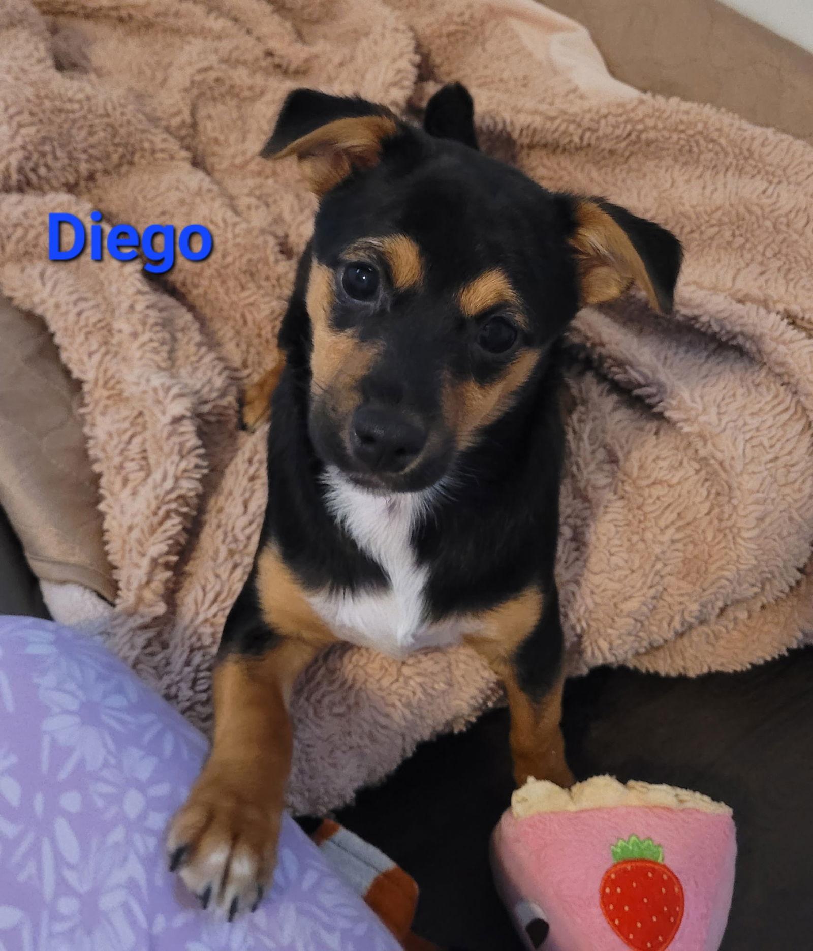 Enlarge Diego, a Adoptable mixed breed in West Des Moines, IA image 1/3