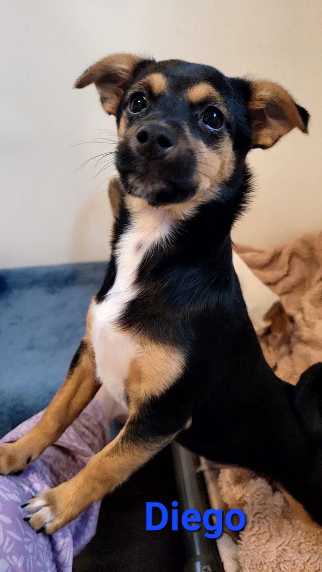 Enlarge Diego, a Adoptable mixed breed in West Des Moines, IA image 2/3