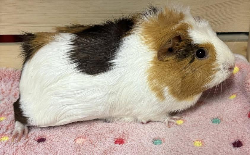 Sabrina, Adopted, Young Female Guinea Pig.
