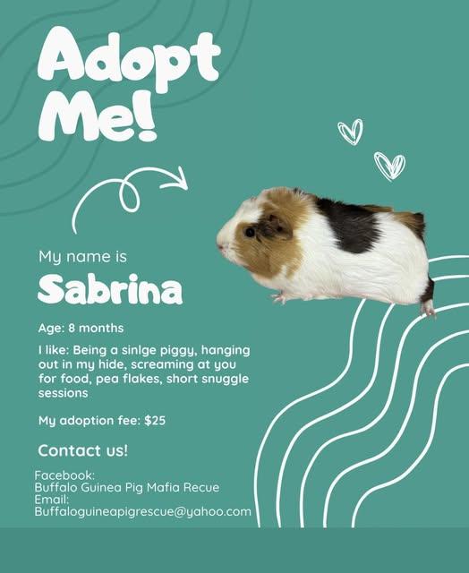 Sabrina, a Adopted Guinea Pig in Amherst, NY image 2/2