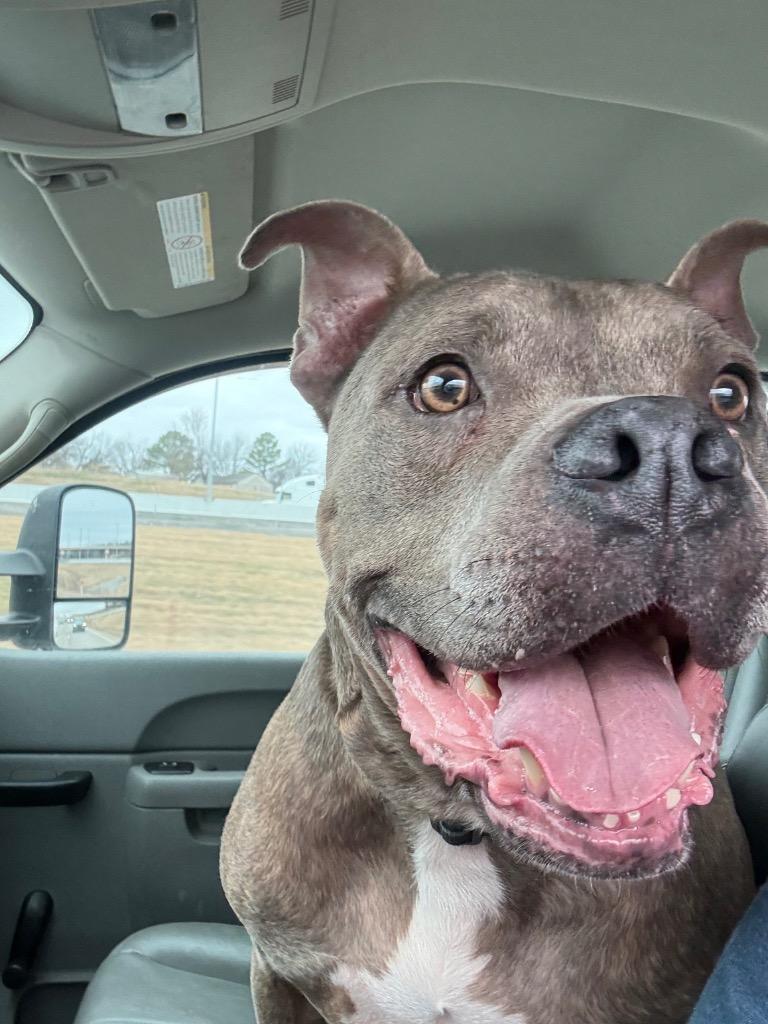 Trix, Adoptable, Adult Male Pit Bull Terrier.