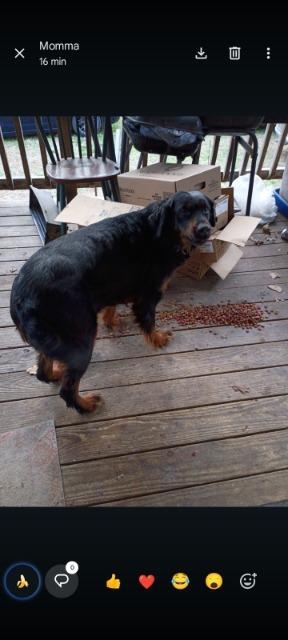 Baby Girl, Adoptable, Adult Female German Shepherd Dog.