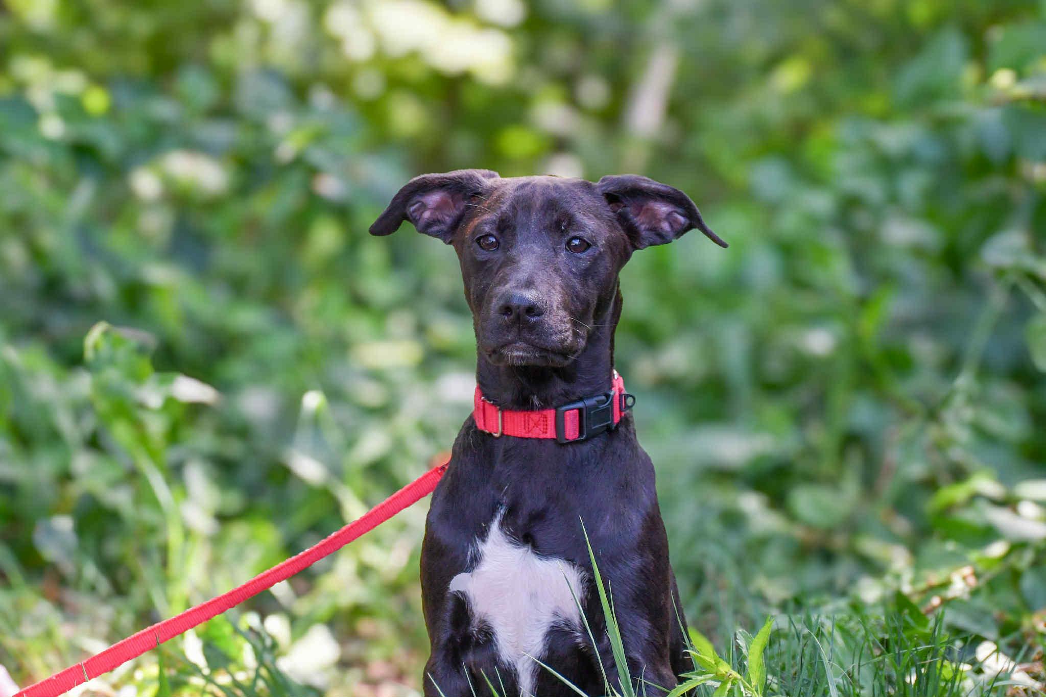 Meet Ziwi in NH! Come Meet our Adoptable Dogs Wednesday-Saturday. More info in Bio!