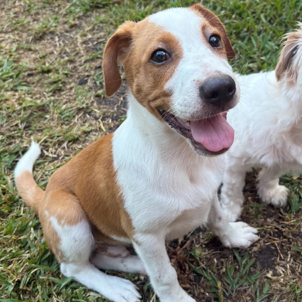 Enlarge Merrit, a Adoptable mixed breed in Houston, TX image 4/6