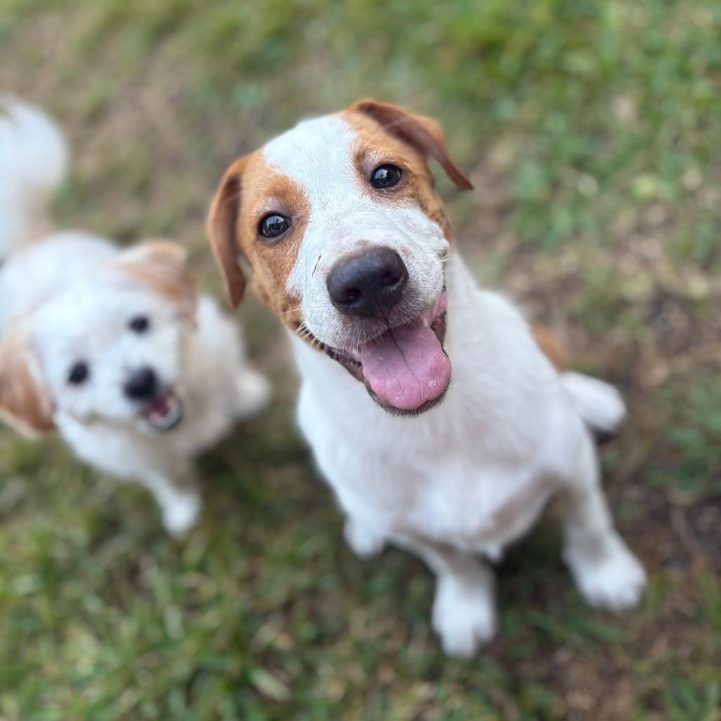 Enlarge Merrit, a Adoptable mixed breed in Houston, TX image 5/6