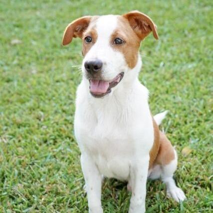 Merrit, a Adoptable mixed breed in Houston, TX image 2/6