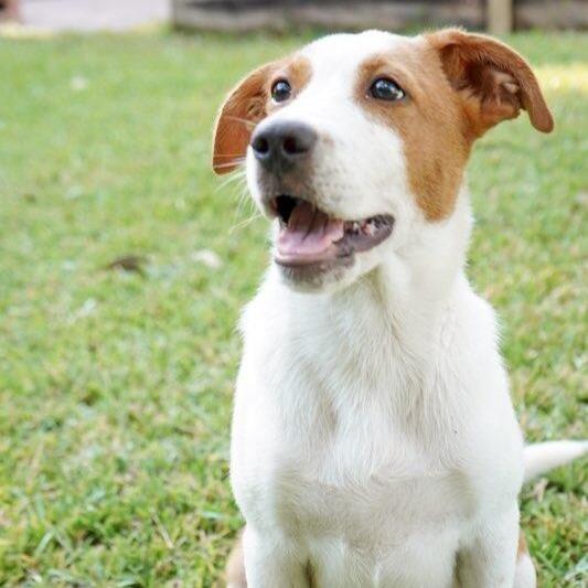 Merrit, a Adoptable mixed breed in Houston, TX image 5/6