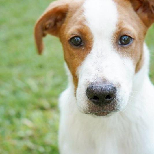 Enlarge Merrit, a Adoptable mixed breed in Houston, TX image 6/6