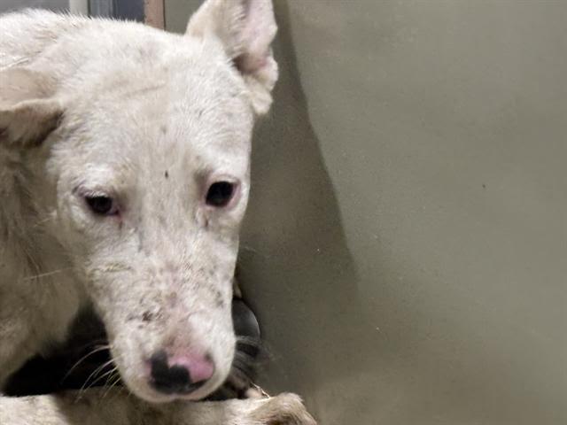 Caper -- URGENT!! NEEDS A HOME!!!