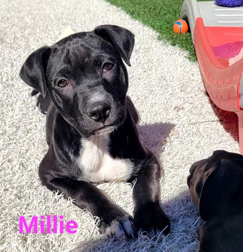 Enlarge Millie, a Adoptable Australian Cattle Dog / Blue Heeler in West Des Moines, IA image 2/3