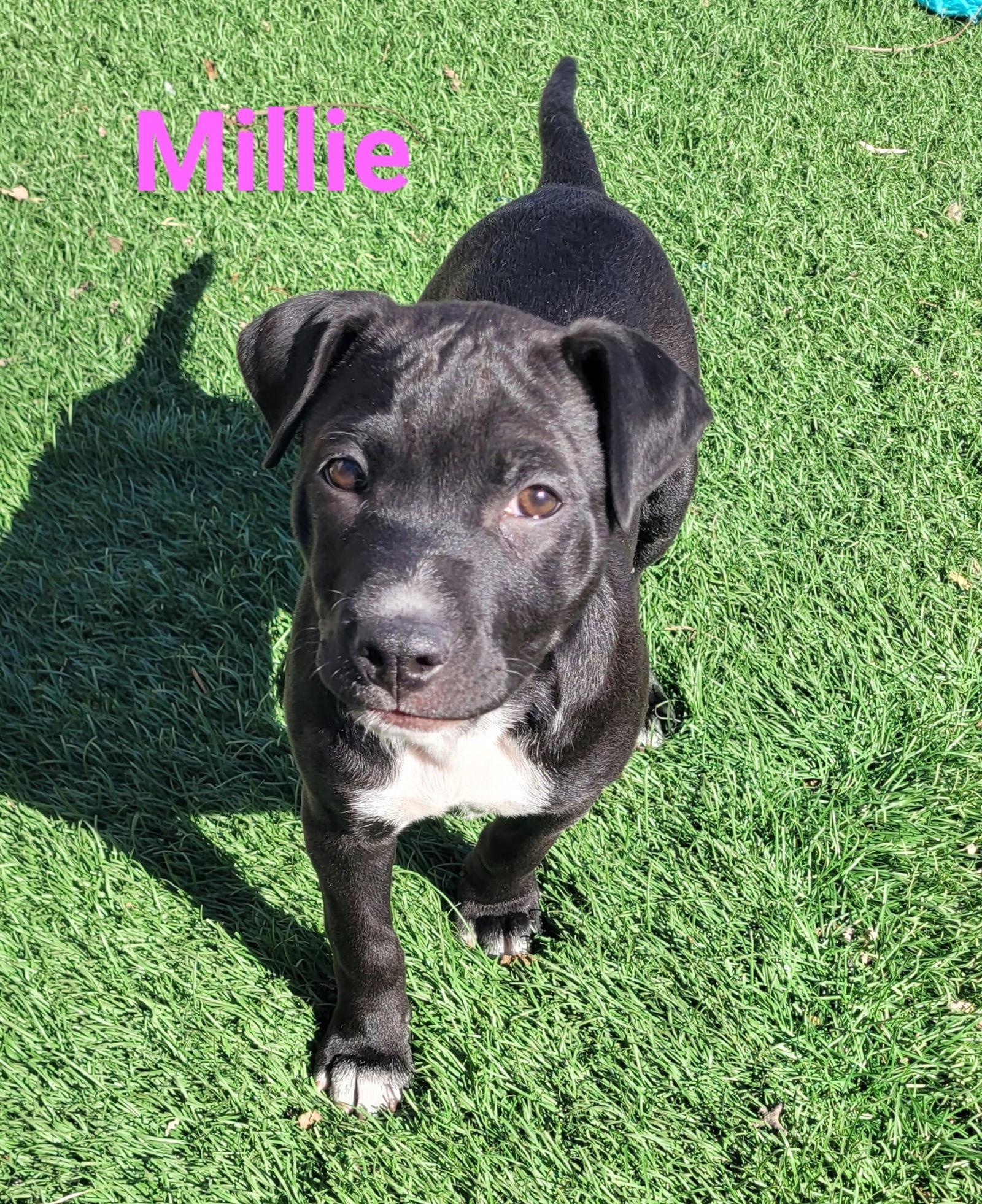 Enlarge Millie, a Adoptable Australian Cattle Dog / Blue Heeler in West Des Moines, IA image 3/3