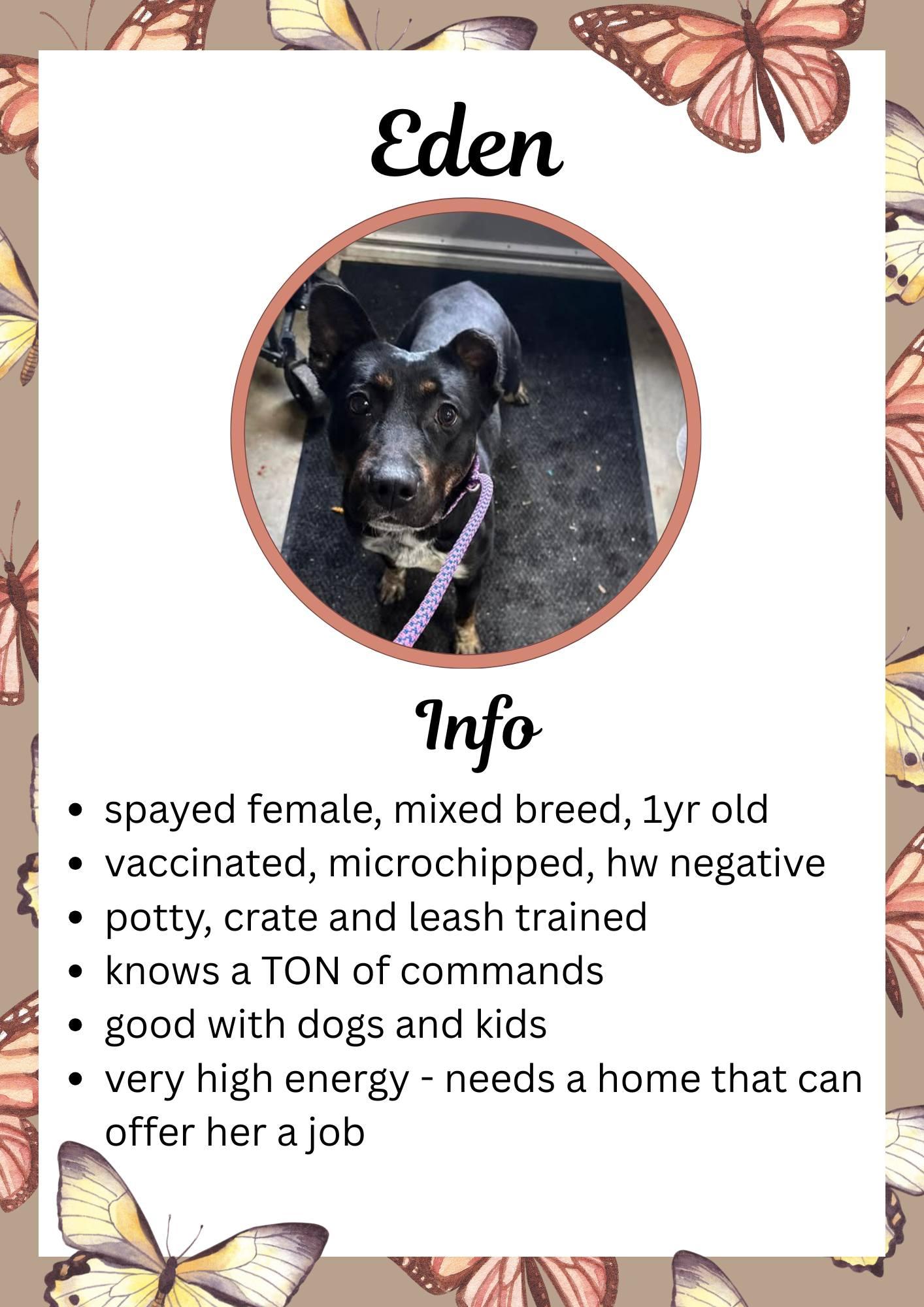 Enlarge Eden, a ADOPTABLE Mixed Breed in Greensburg, IN image 1/1