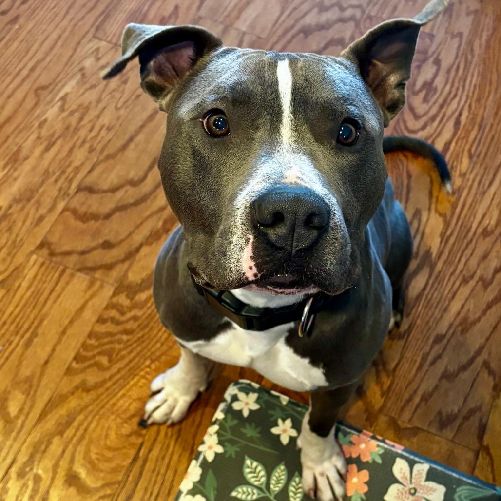 Louie, Adoptable, Adult Male Pit Bull Terrier.