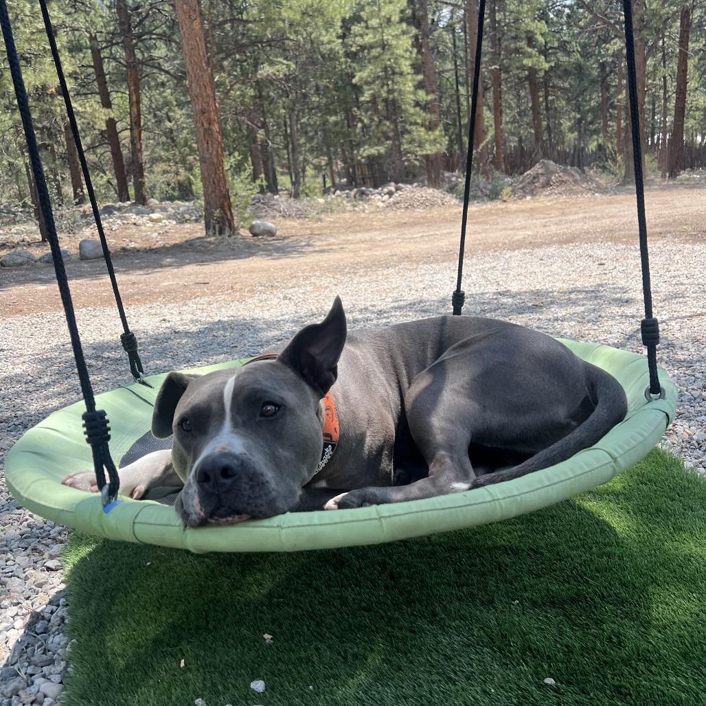 Enlarge Louie, a Adoptable Pit Bull Terrier in Colorado Springs, CO image 2/6