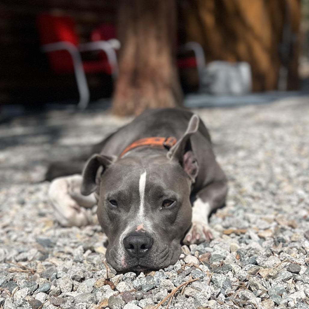 Enlarge Louie, a Adoptable Pit Bull Terrier in Colorado Springs, CO image 3/6