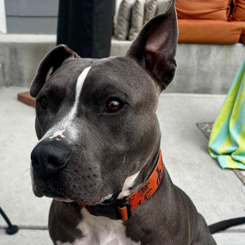 Enlarge Louie, a Adoptable Pit Bull Terrier in Colorado Springs, CO image 4/6