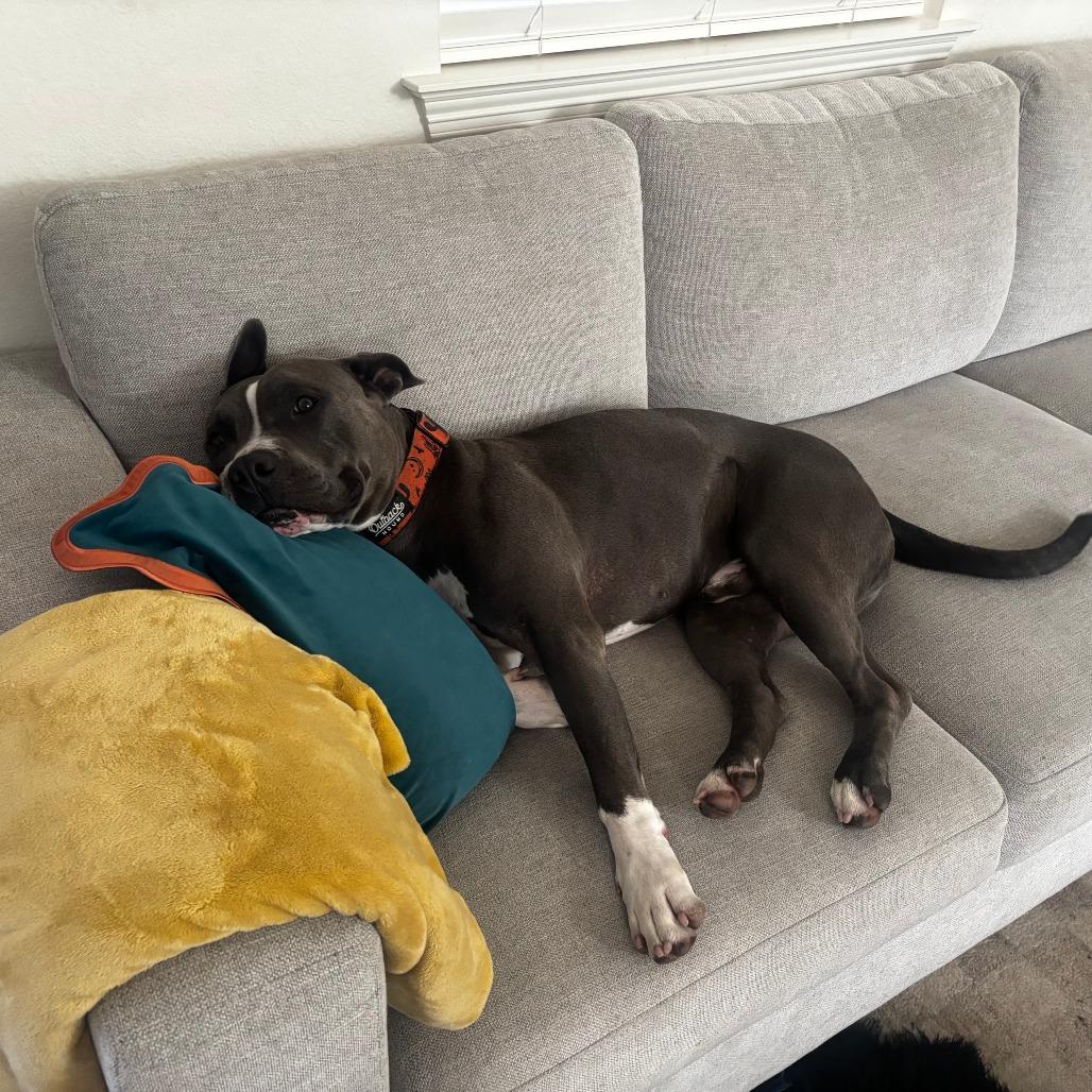 Enlarge Louie, a Adoptable Pit Bull Terrier in Colorado Springs, CO image 5/6